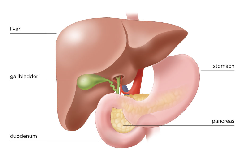 What Are The Pancreatic Juices? 